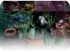 collage image title